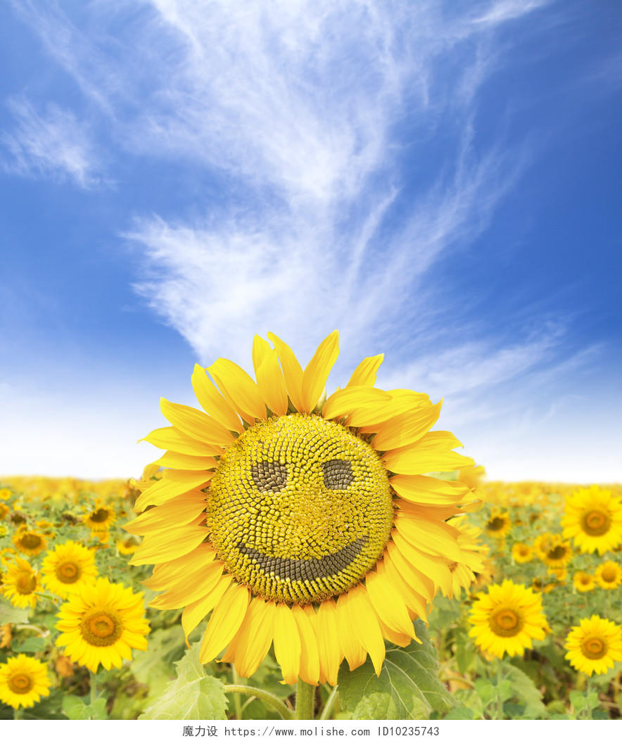在夏天时向日葵的笑脸